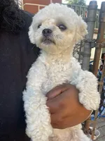 Sushi, a female Shihpoo for sale in Griffin, GA – 2 of 3