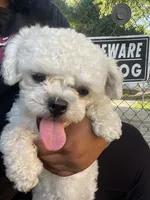 Sushi, a female Shihpoo for sale in Griffin, GA – 3 of 3