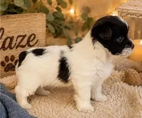 Blaze, a male Yorkshire Terrier for sale in Dayton, TX – 3 of 9