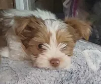 Stripe, a male Yorkshire Terrier for sale in Dayton, TX – 5 of 8