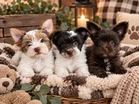 Stripe, a male Yorkshire Terrier for sale in Dayton, TX – 3 of 8