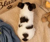Blaze, a male Yorkshire Terrier for sale in Dayton, TX – 2 of 9
