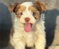 Stripe, a male Yorkshire Terrier for sale in Dayton, TX – 8 of 8