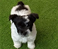 Blaze, a male Yorkshire Terrier for sale in Dayton, TX – 5 of 9