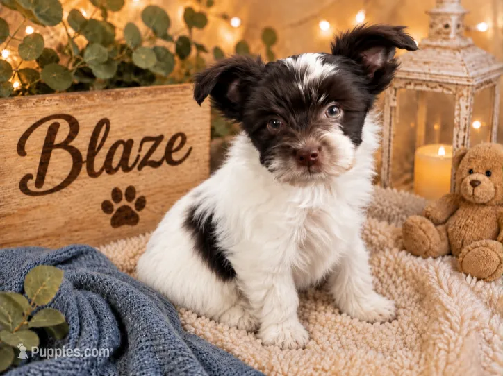 Blaze – Yorkshire Terrier puppy for sale in Dayton, TX