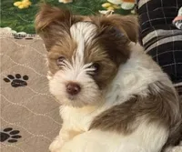 Stripe, a male Yorkshire Terrier for sale in Dayton, TX – 4 of 8