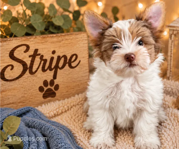 Stripe – Yorkshire Terrier puppy for sale in Dayton, TX