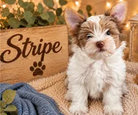 Stripe, a male Yorkshire Terrier for sale in Dayton, TX – 1 of 8