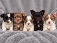 Blaze, a male Yorkshire Terrier for sale in Dayton, TX – 6 of 9