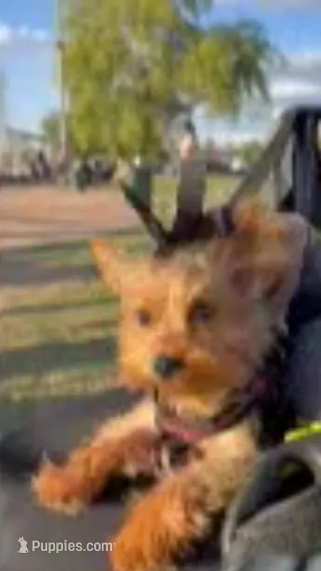 Fifi Teacup Yorkie Vaccinated – Yorkshire Terrier puppy for sale in Gilbert, AZ