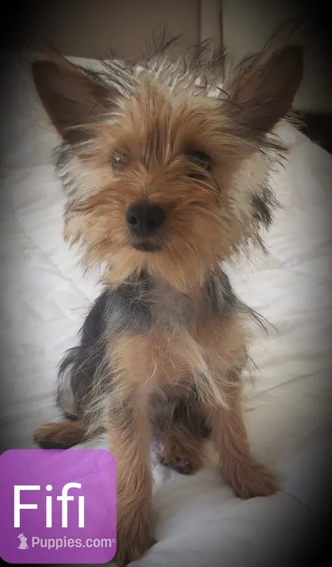 Fifi Teacup Yorkie Vaccinated