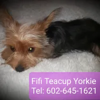 Fifi Teacup Yorkie Vaccinated, a female Yorkshire Terrier for sale in Gilbert, AZ – Photo 2 of 3