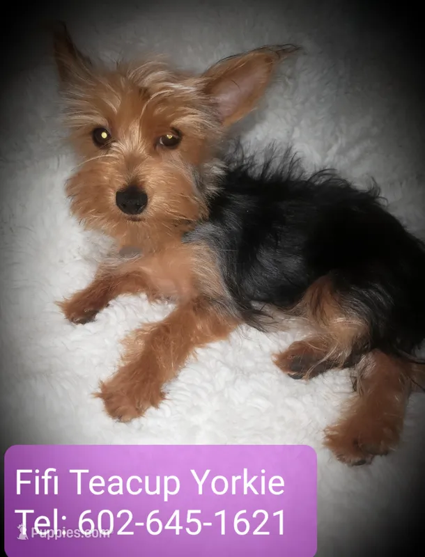 Fifi Teacup Yorkie Vaccinated