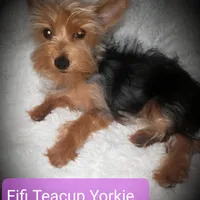 Fifi Teacup Yorkie Vaccinated, a female Yorkshire Terrier for sale in Gilbert, AZ – Photo 1 of 3