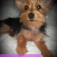 Fifi Teacup Yorkie Vaccinated, a female Yorkshire Terrier for sale in Gilbert, AZ – Photo 3 of 3
