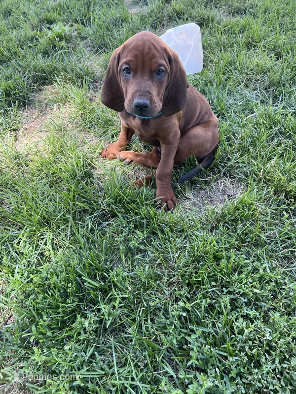 Teal – Redbone Coonhound puppy for sale in Leland, IL