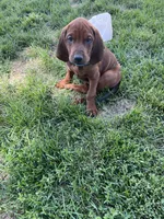 Teal, a male Redbone Coonhound for sale in Leland, IL – 3 of 3