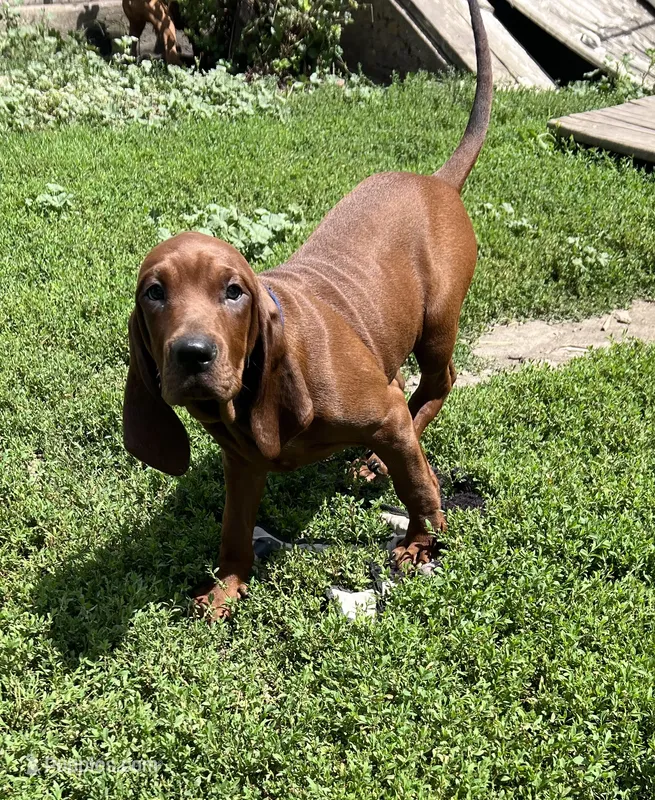 Blue – Redbone Coonhound puppy for sale in Leland, IL