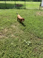 White, a female Redbone Coonhound for sale in Leland, IL – 2 of 2