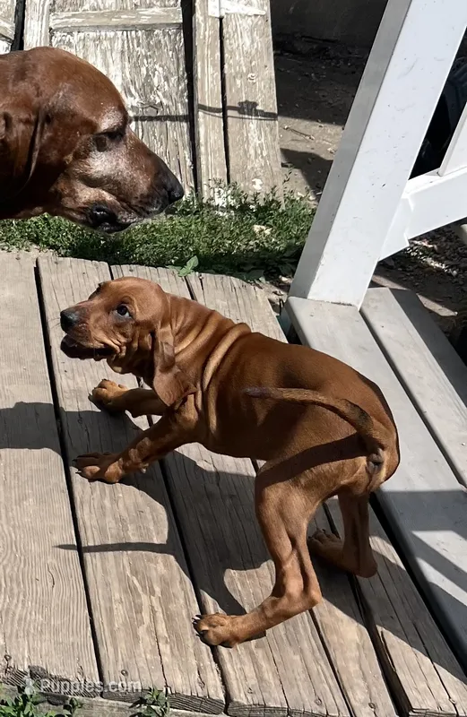 Merlot – Redbone Coonhound puppy for sale in Leland, IL