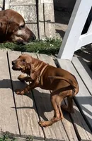 Merlot, a female Redbone Coonhound for sale in Leland, IL – 1 of 2