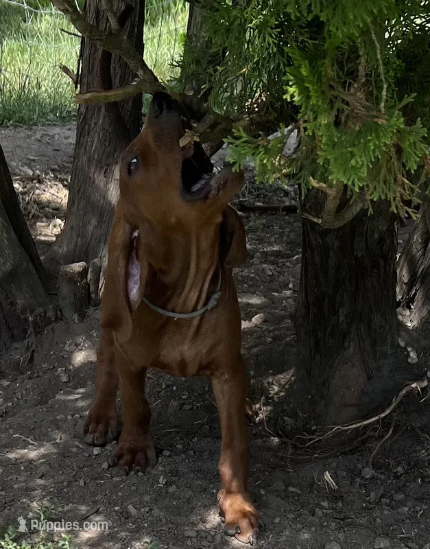 Grey – Redbone Coonhound puppy for sale in Leland, IL