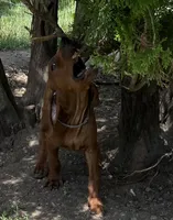 Grey, a male Redbone Coonhound for sale in Leland, IL – 1 of 2