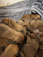 Teal, a male Redbone Coonhound for sale in Leland, IL – 2 of 3