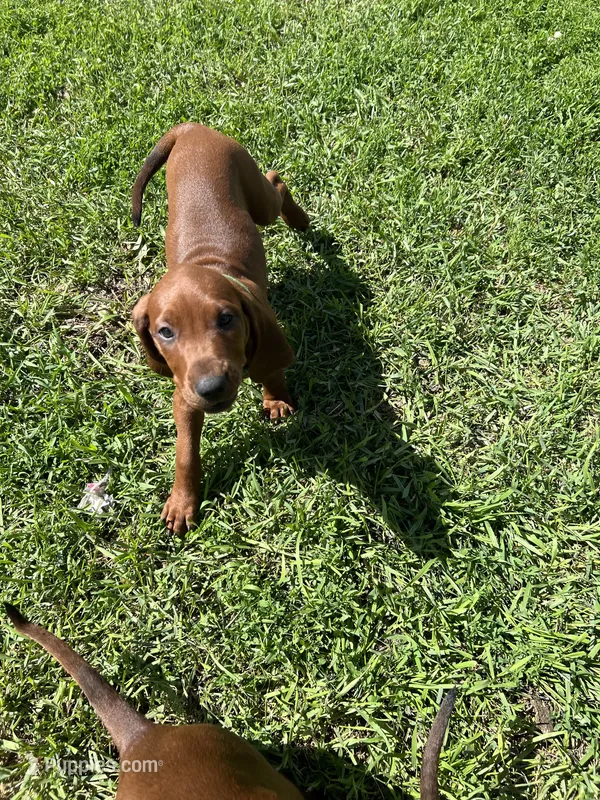 Green – Redbone Coonhound puppy for sale in Leland, IL