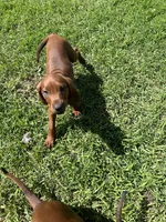 Green, a female Redbone Coonhound for sale in Leland, IL – 1 of 1