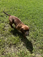 Brown, a female Redbone Coonhound for sale in Leland, IL – 3 of 3