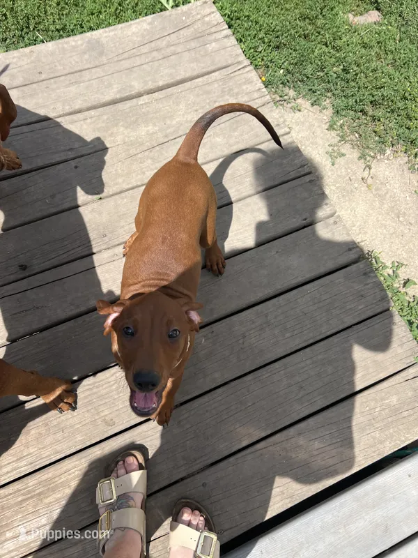 White – Redbone Coonhound puppy for sale in Leland, IL