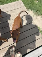 White, a female Redbone Coonhound for sale in Leland, IL – 1 of 2