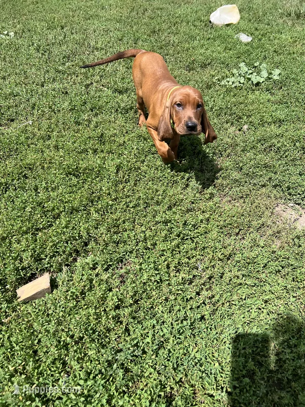 Green – Redbone Coonhound puppy for sale in Leland, IL
