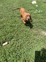 Green, a female Redbone Coonhound for sale in Leland, IL – 2 of 2