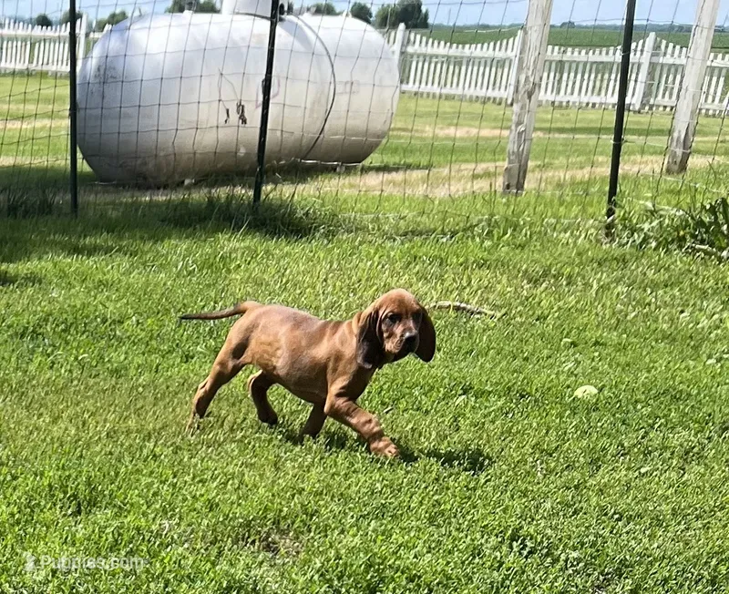 Red – Redbone Coonhound puppy for sale in Leland, IL