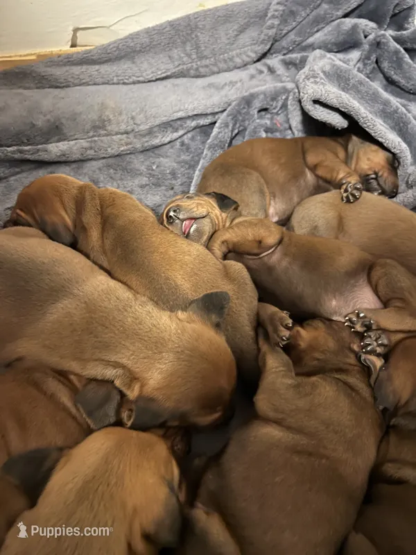 Yellow – Redbone Coonhound puppy for sale in Leland, IL