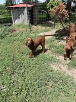 Blue, a male Redbone Coonhound for sale in Leland, IL – 2 of 2