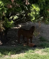 Grey, a male Redbone Coonhound for sale in Leland, IL – 2 of 2