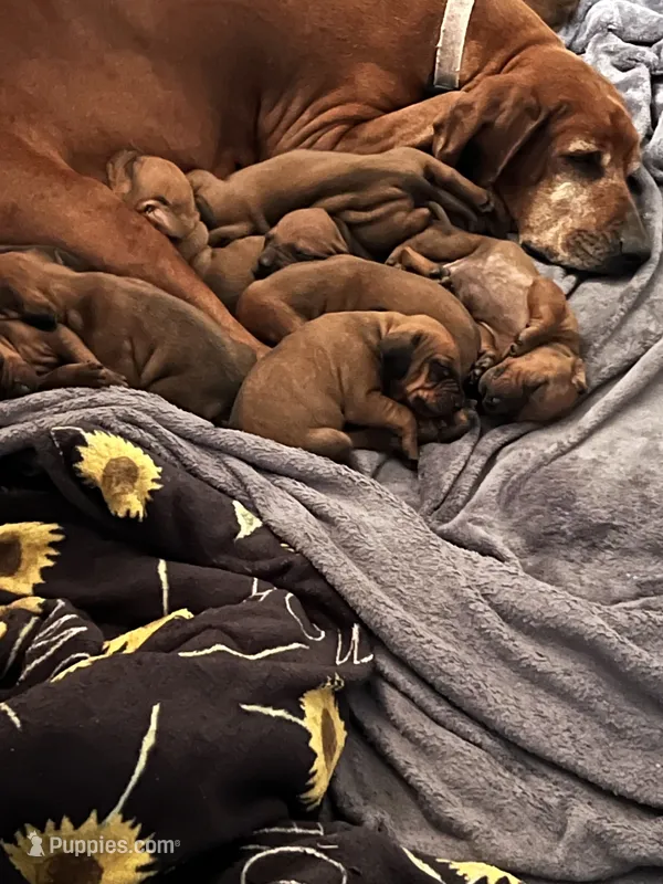 Brown – Redbone Coonhound puppy for sale in Leland, IL