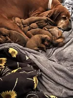 Brown, a female Redbone Coonhound for sale in Leland, IL – 1 of 3