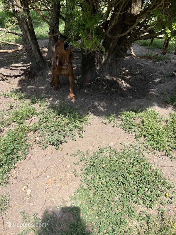 Green – Redbone Coonhound puppy for sale in Leland, IL