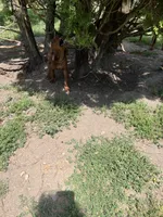 Green, a female Redbone Coonhound for sale in Leland, IL – 1 of 2