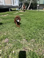 Blue, a female Redbone Coonhound for sale in Leland, IL – 1 of 3