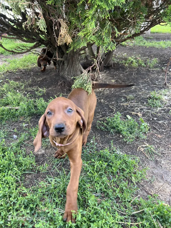Pink – Redbone Coonhound puppy for sale in Leland, IL