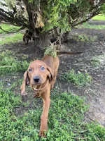Pink, a female Redbone Coonhound for sale in Leland, IL – 1 of 2