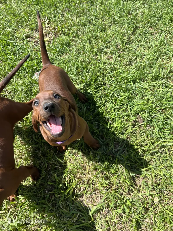 Purple – Redbone Coonhound puppy for sale in Leland, IL