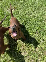 Purple, a female Redbone Coonhound for sale in Leland, IL – 3 of 3