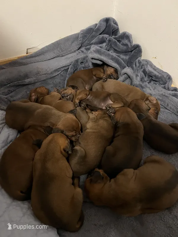 Black – Redbone Coonhound puppy for sale in Leland, IL