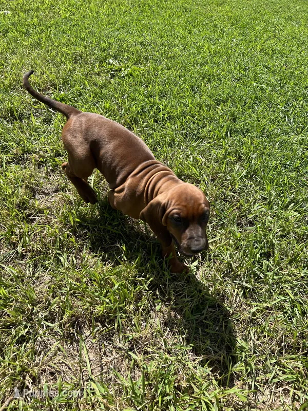 Orange – Redbone Coonhound puppy for sale in Leland, IL
